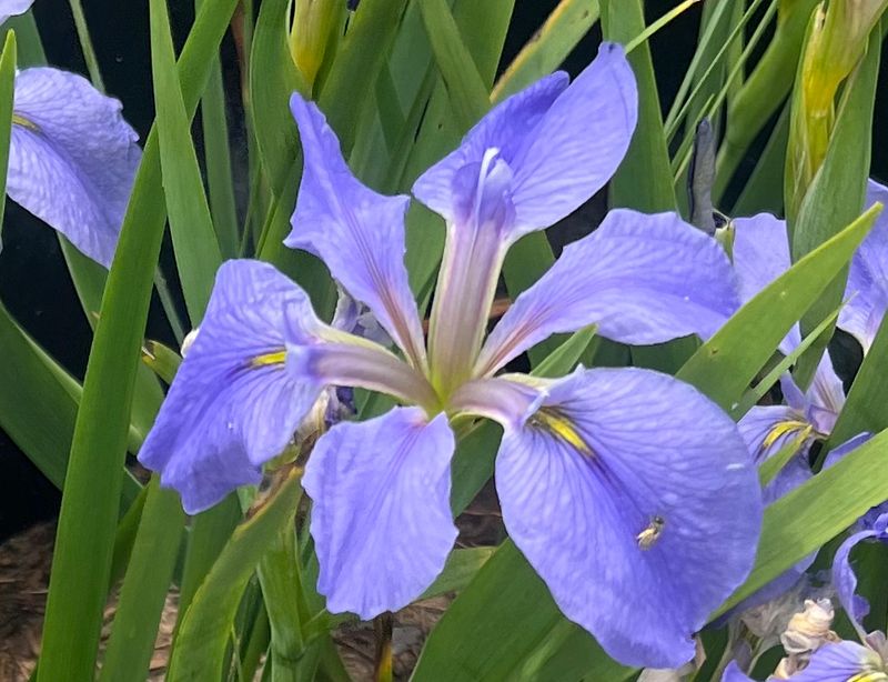 Bit of Blue,  Louisiana Iris for sale