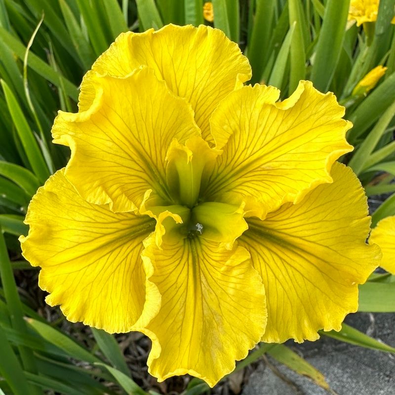 Lust for Lime  Louisiana Iris for sale