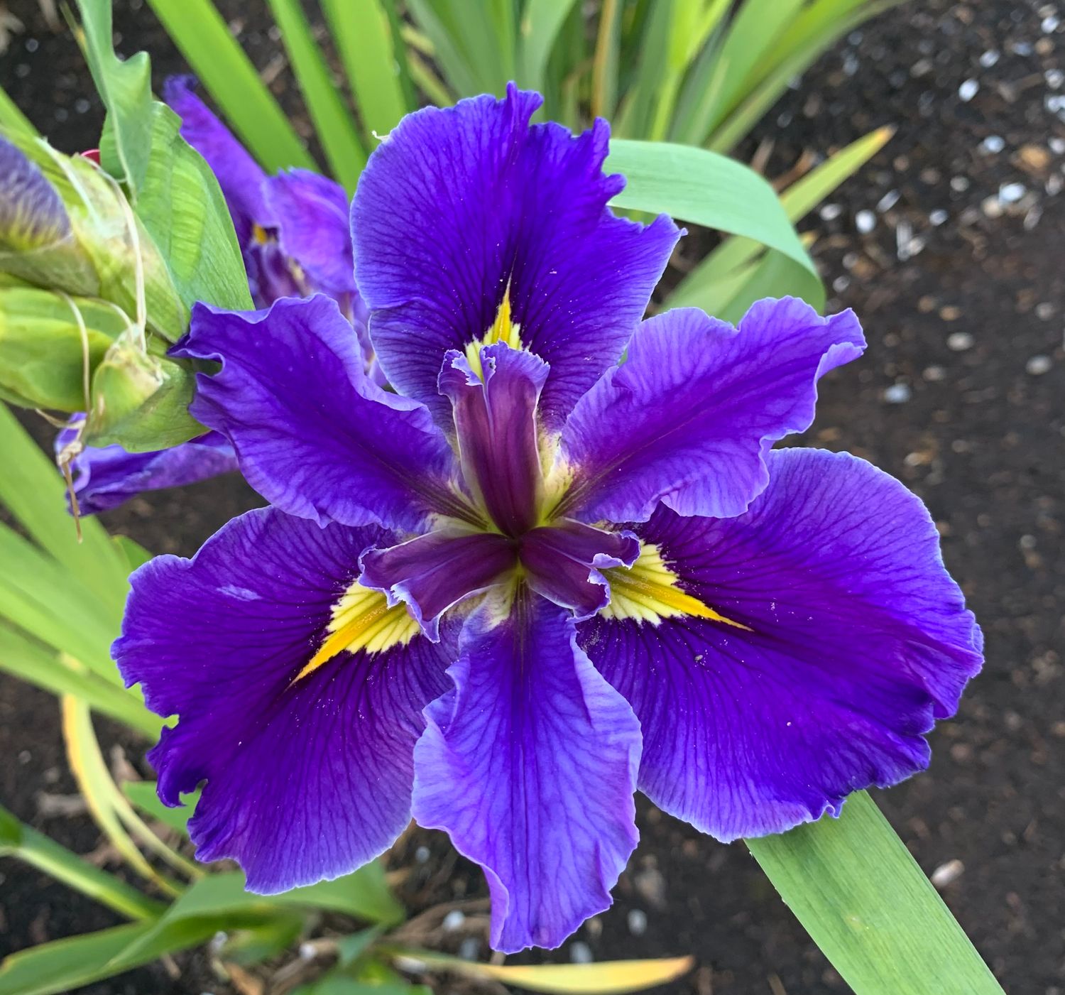 M. D. Faith  Louisiana Iris for sale
