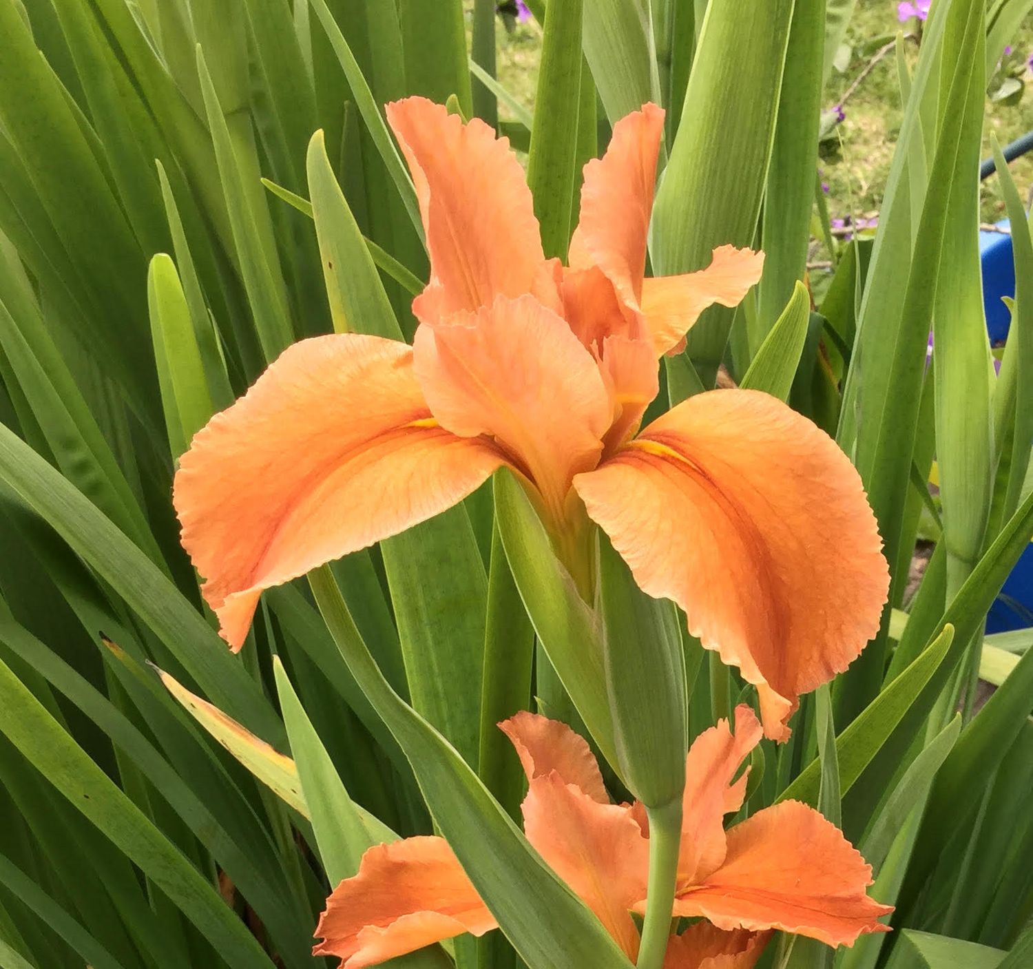 Creamsicle Delight,  Louisiana Iris for sale