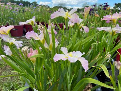 Pink Louisiana Iris