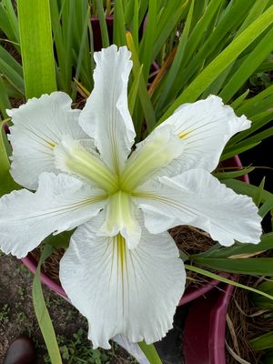 White Louisiana Iris