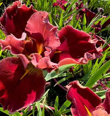Red Louisiana Irises