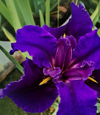 Purple Louisiana Iris