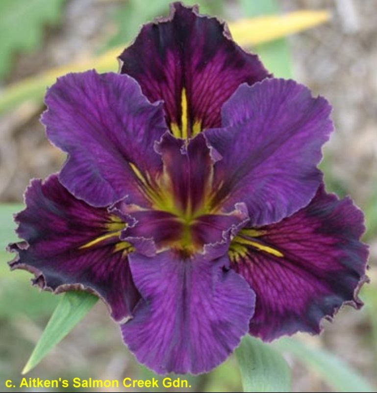 Audition  Louisiana Iris for sale