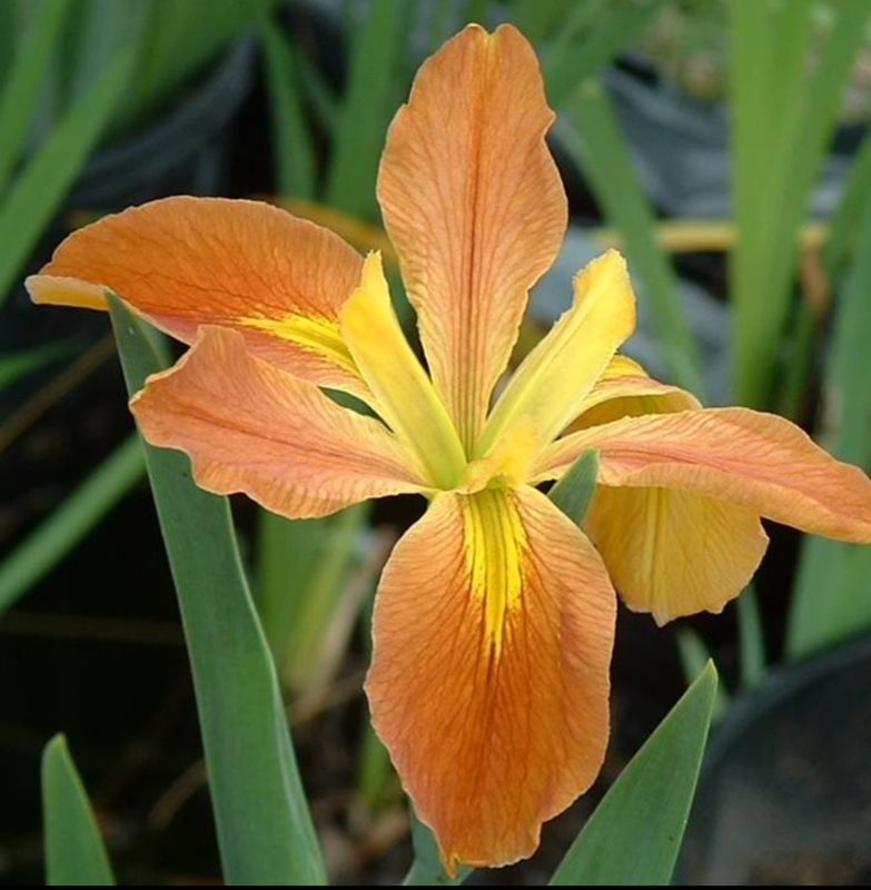 Count Pulaski,  Louisiana Iris for sale