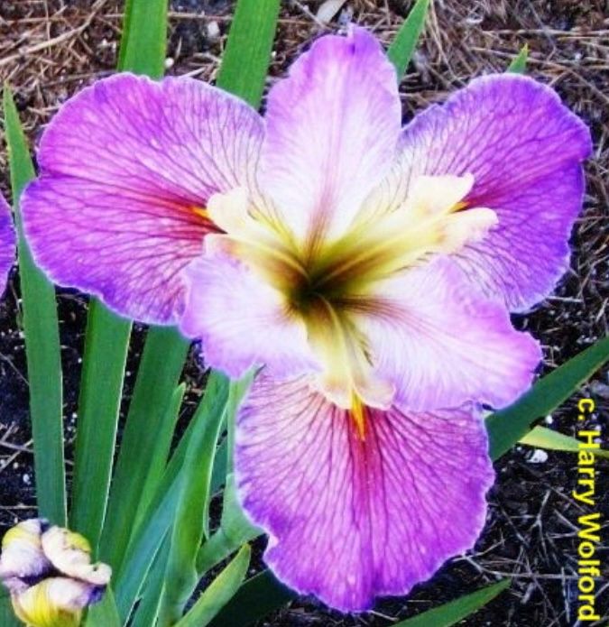 Earline Sudduth