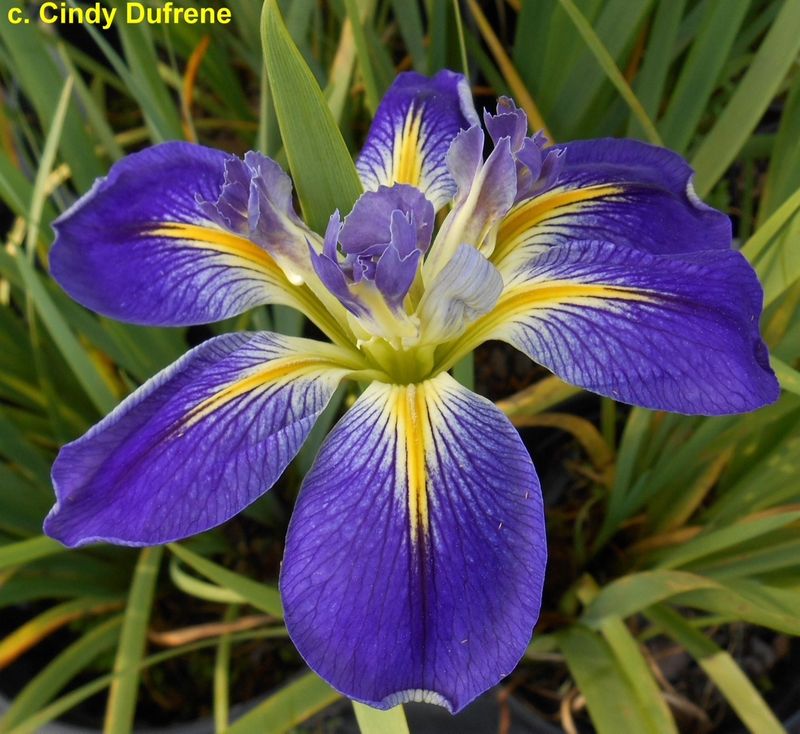 Flameout,  Louisiana Iris for sale