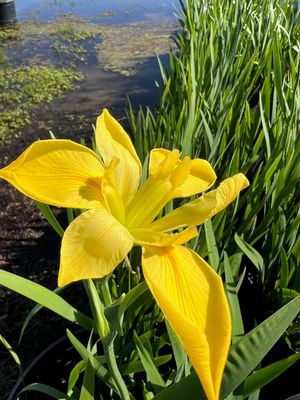 Yellow Louisiana Iris