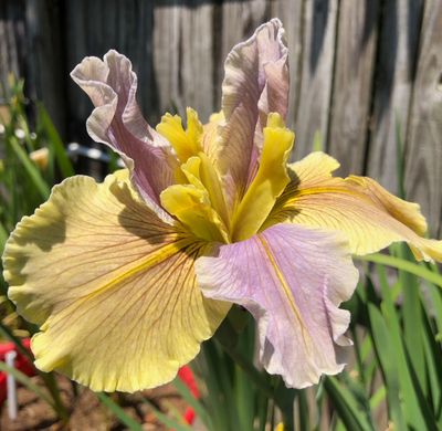 Tall-ish Irises