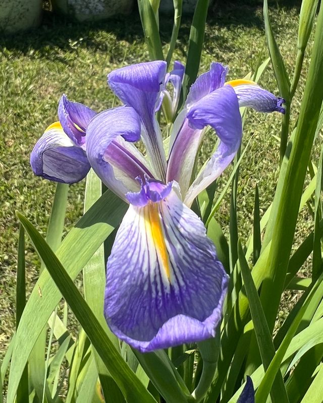 BLUE FLAG, Species Iris brevicaulis