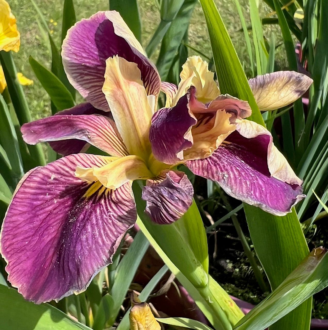 CAJUN ROSE