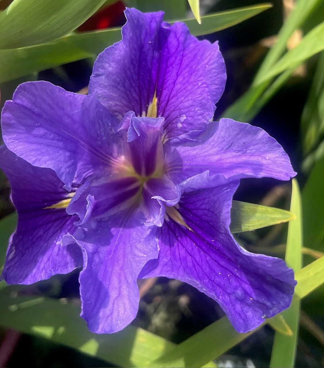 ORLEANS BLUES