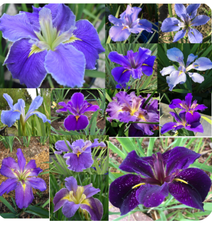 SHADES OF BLUE & PURPLE