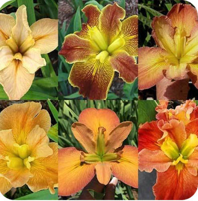 Orange Louisiana Irises