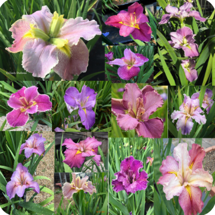 SHADES OF PINK & LAVENDER