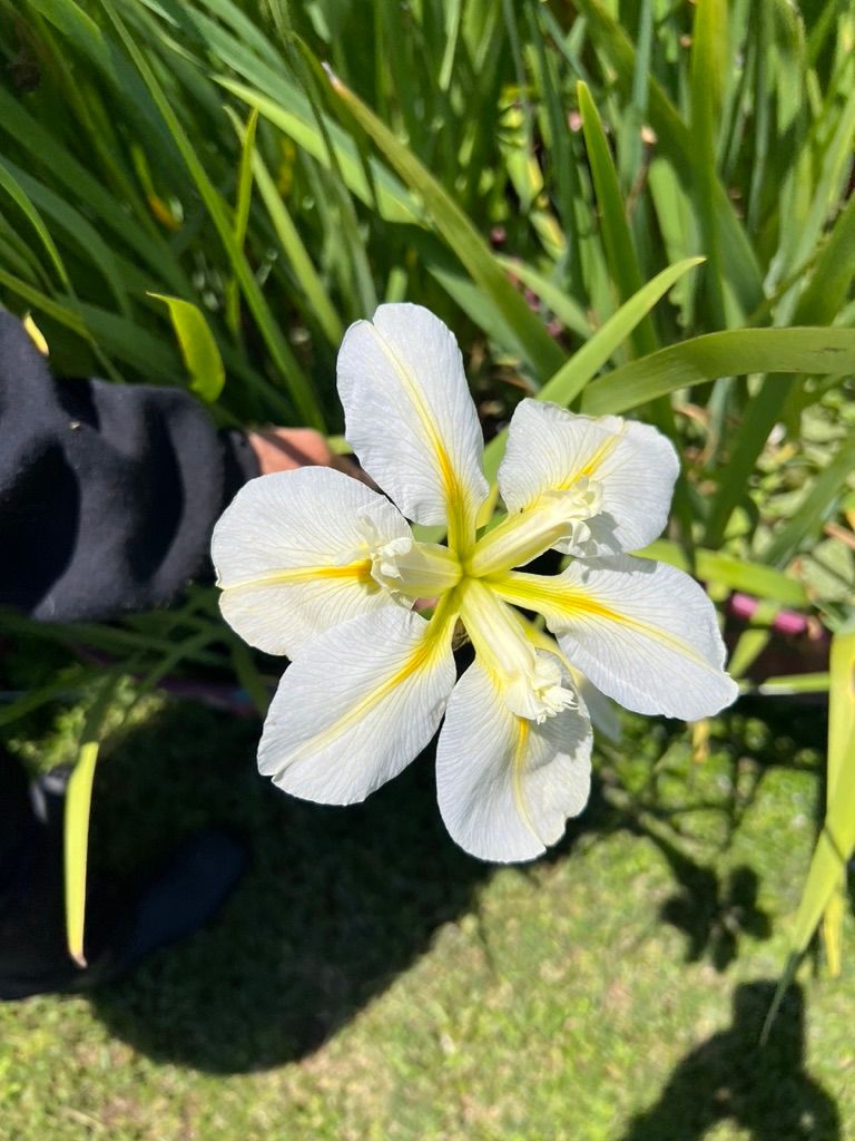 STARLIGHT STARBRIGHT