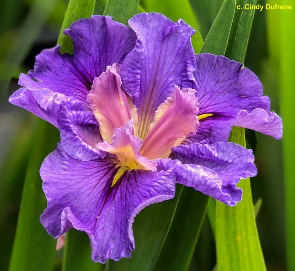 JACARANDA LAD