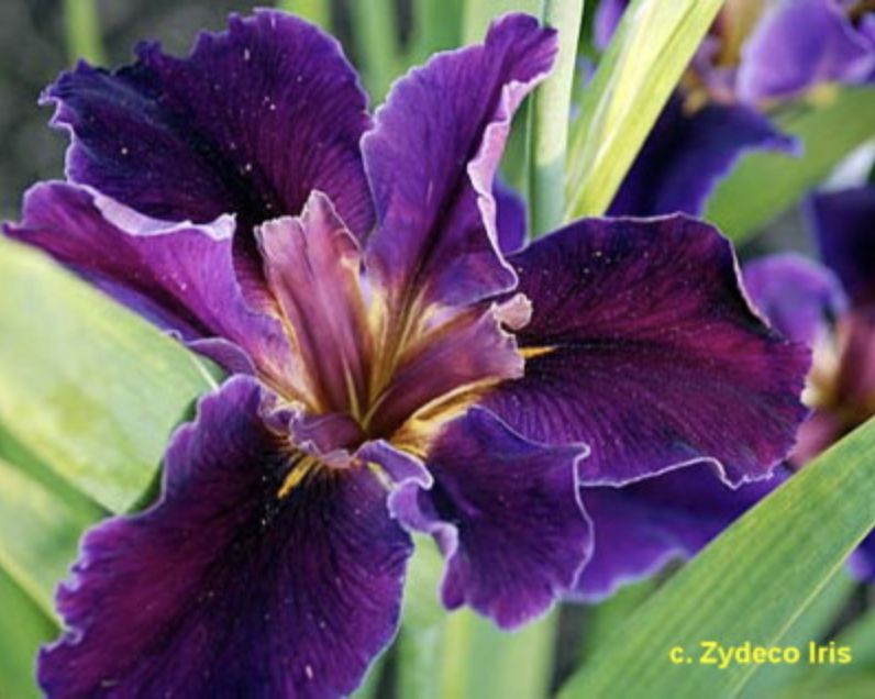 Atchafalaya  Louisiana Iris for sale