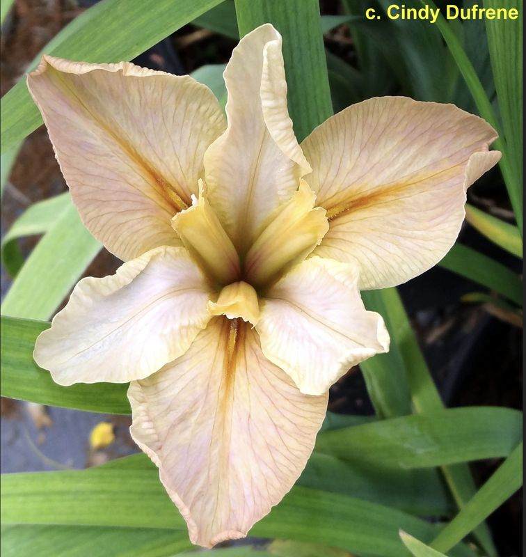 Buff Dancer,  Louisiana Iris for sale