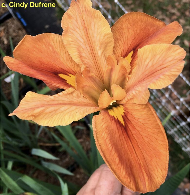 Chacahoula Fire,  Louisiana Iris for sale