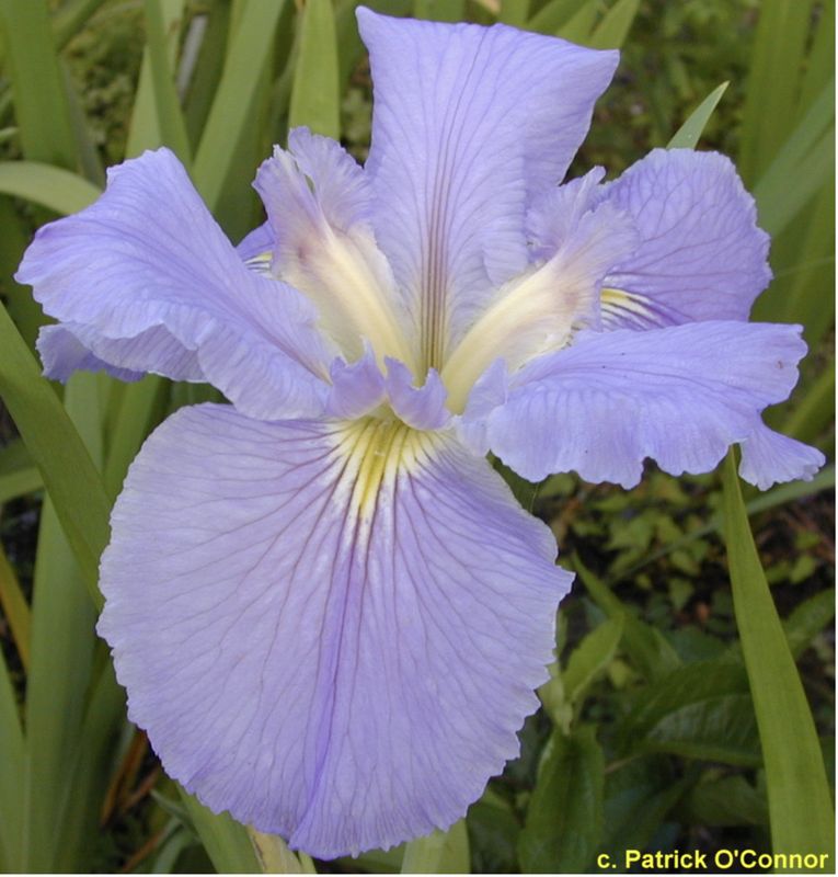 Emory Smith, Louisiana Iris for sale