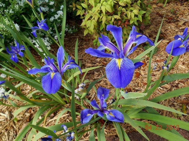 WOOD VIOLET