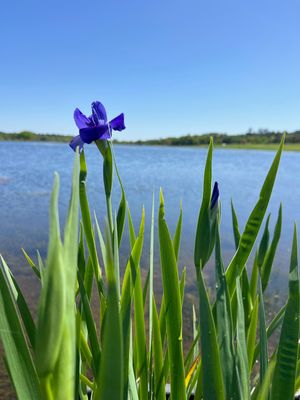 Blue Louisiana Iris
