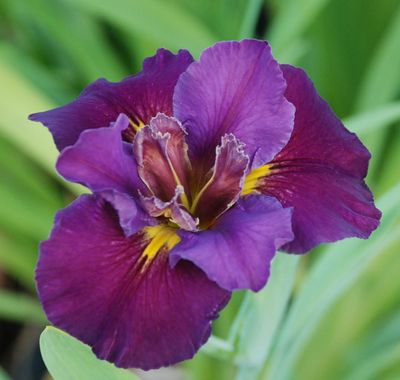 Purple Louisiana Iris