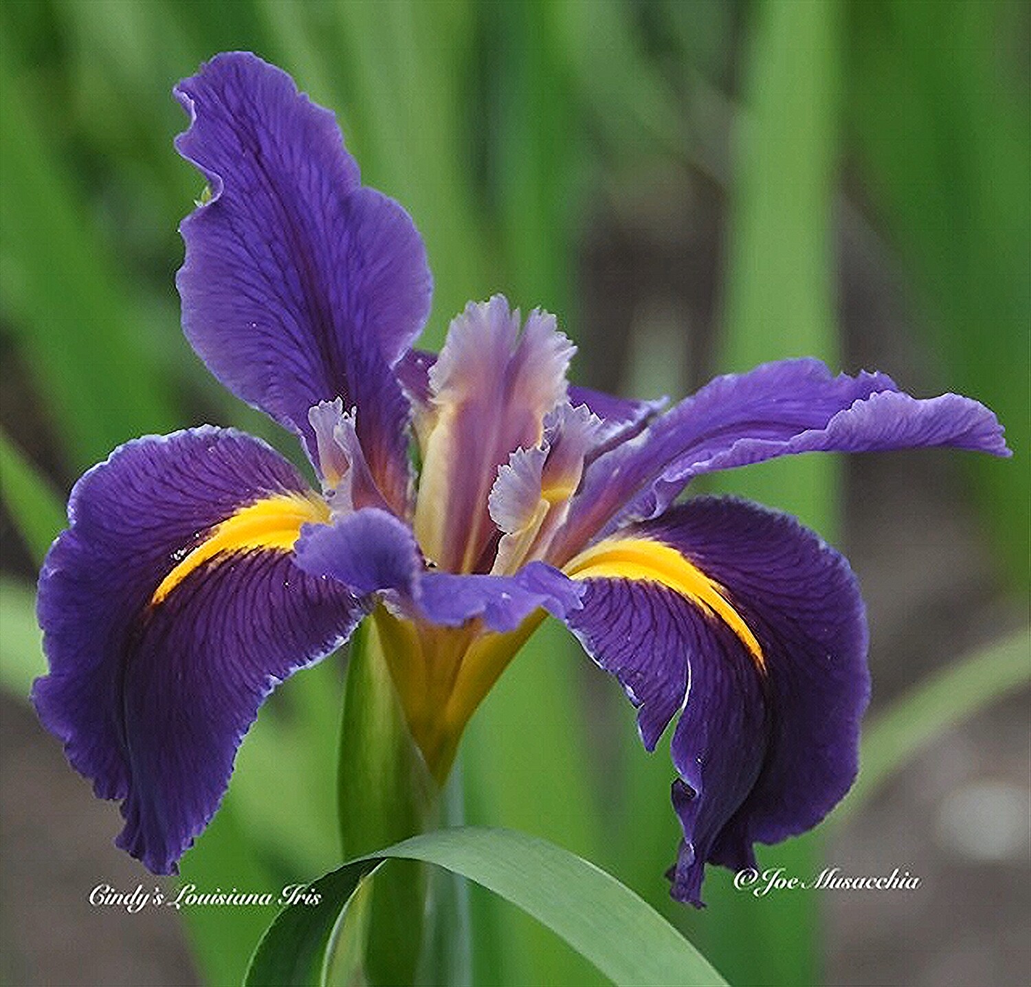 Cajun Jester,  Louisiana Iris for sale