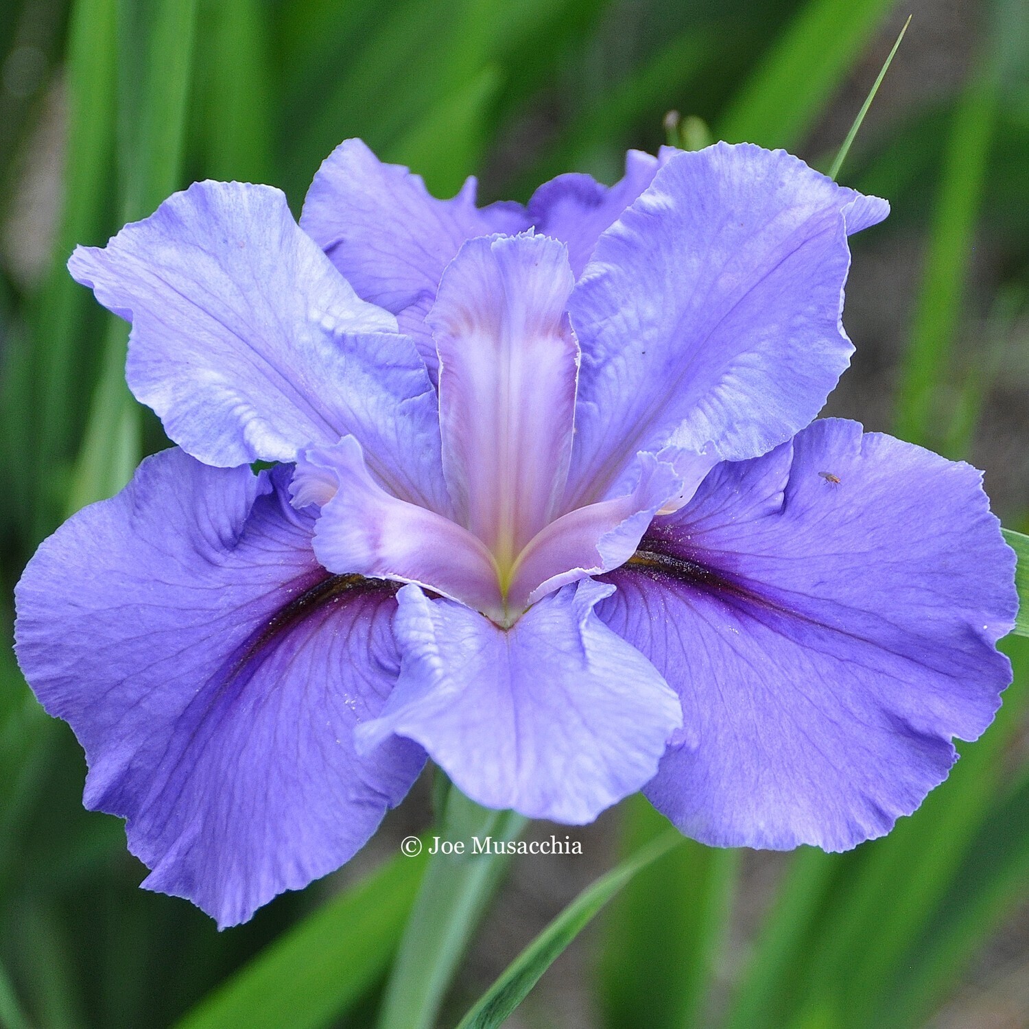 Acadian Sky Louisiana Iris for sale