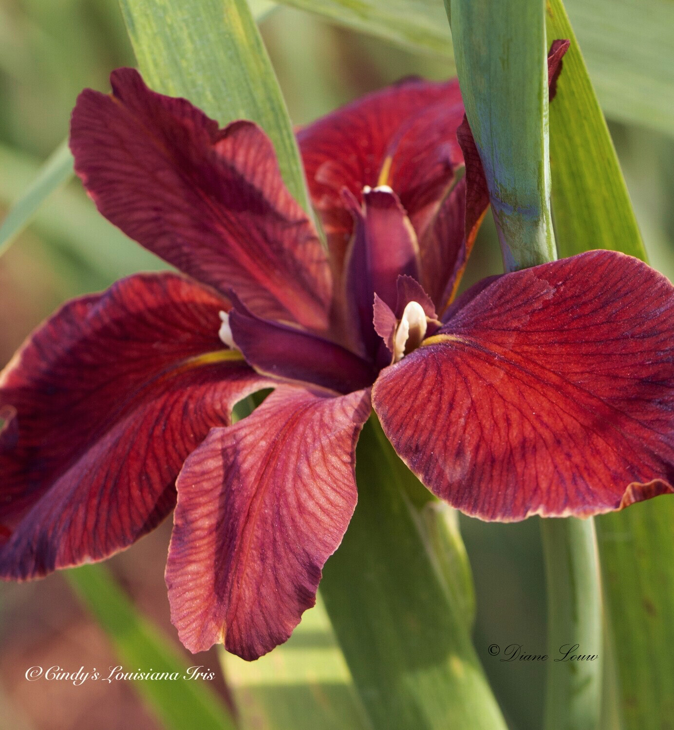 Cherry Cup,  Louisiana Iris for sale