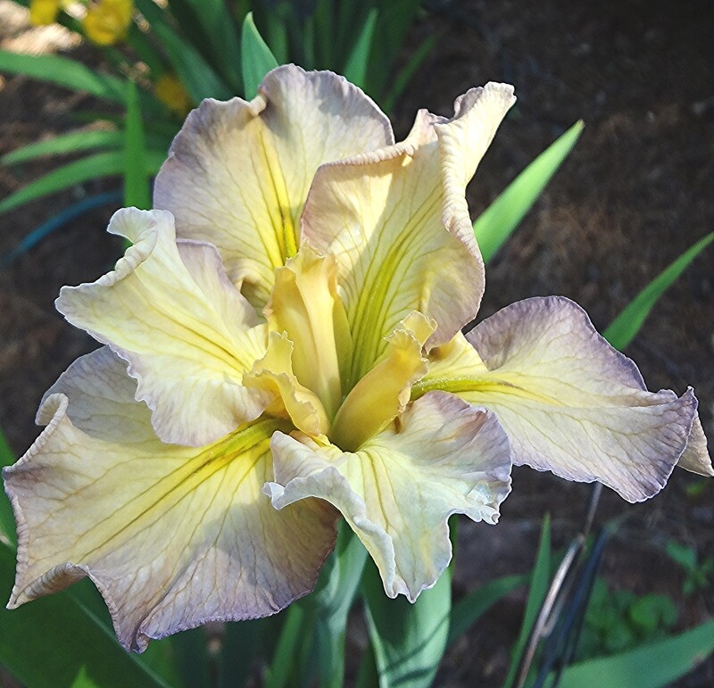 Cala, n Louisiana Iris for sale
