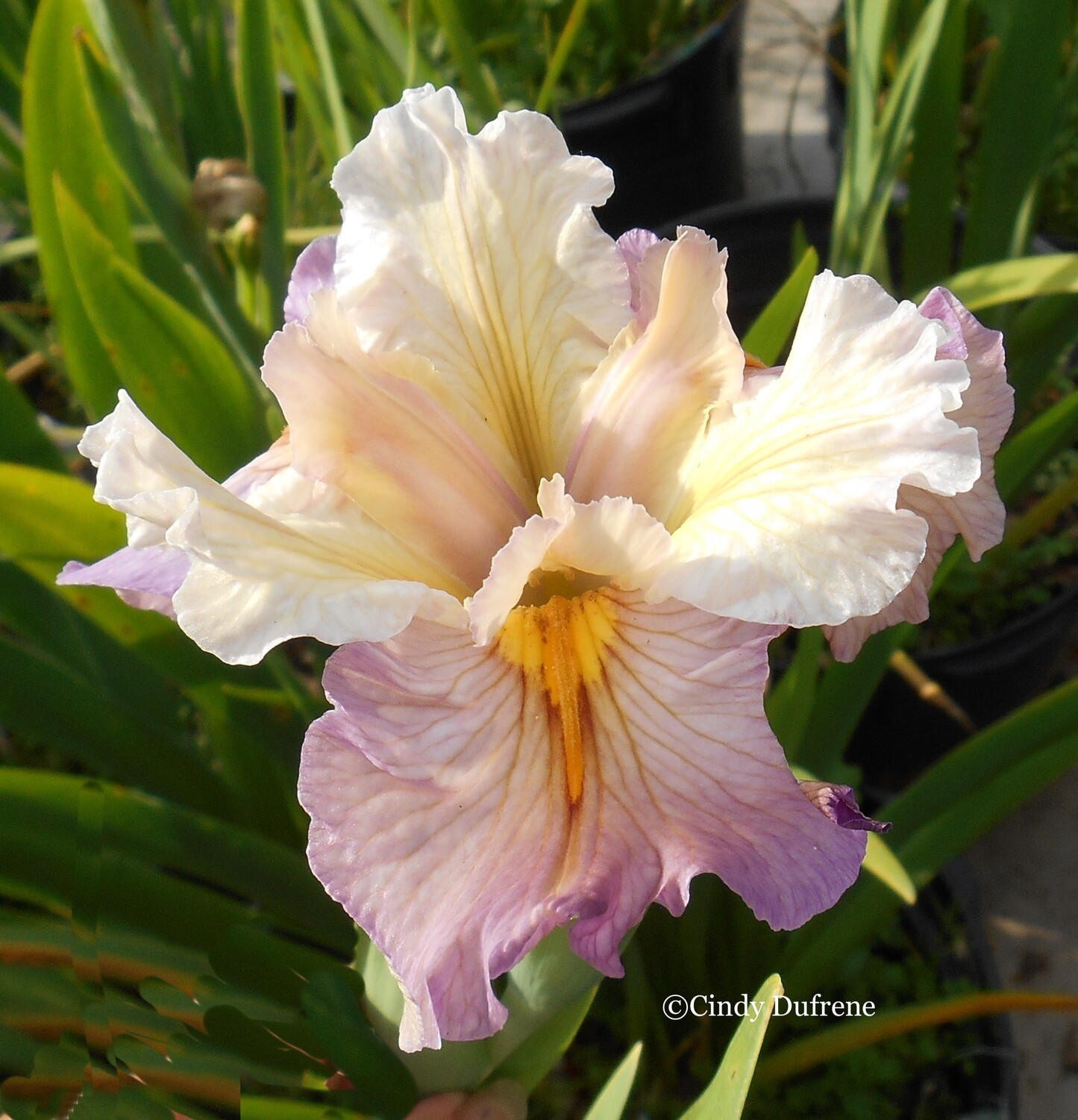 MISS GERTIE'S BONNET