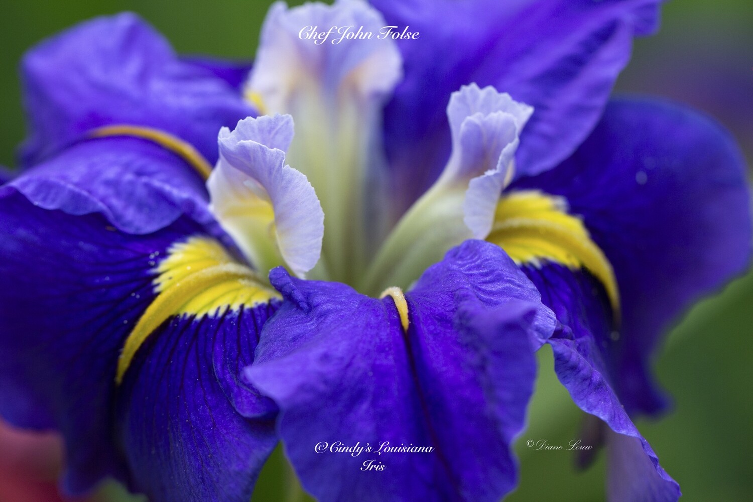 Chef John Fosse,  Louisiana Iris for sale