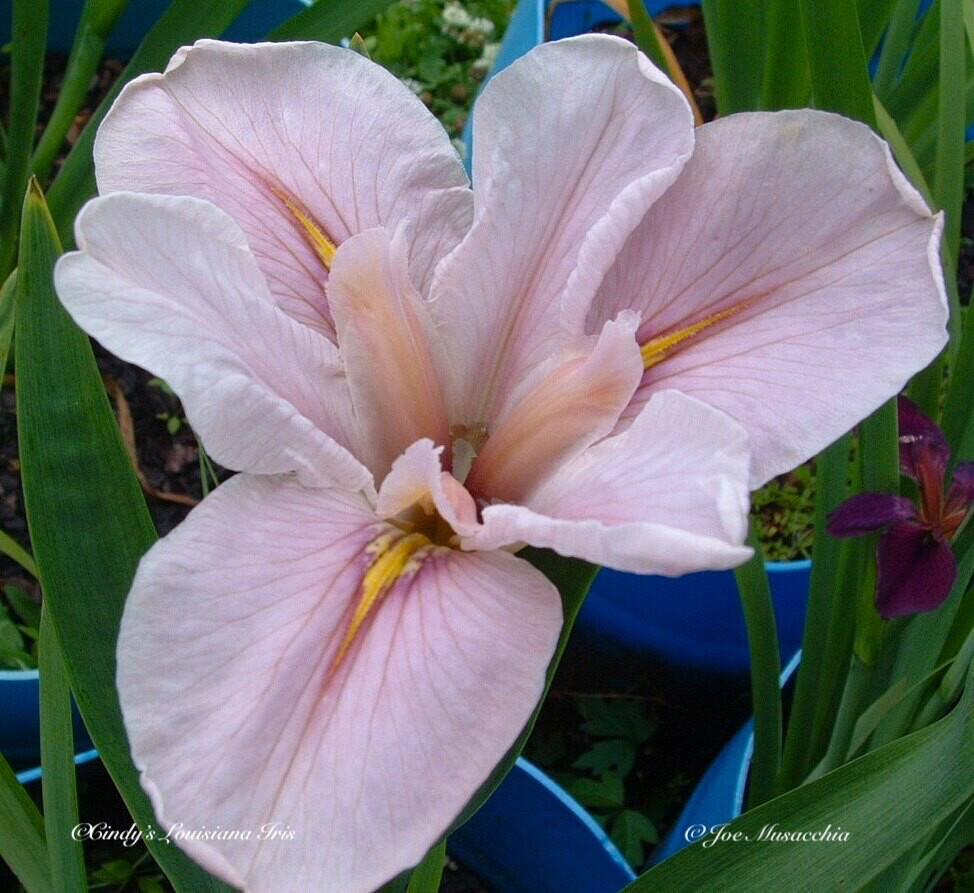 Evangeline's Legacy,  Louisiana Iris for sale