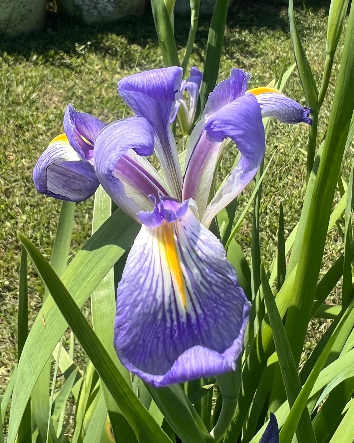 BLUE FLAG, Species Iris brevicaulis