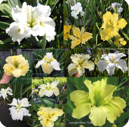 SHADES OF YELLOW &amp; WHITE