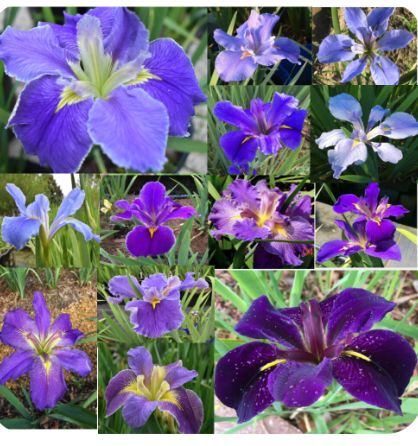 SHADES OF BLUE & PURPLE