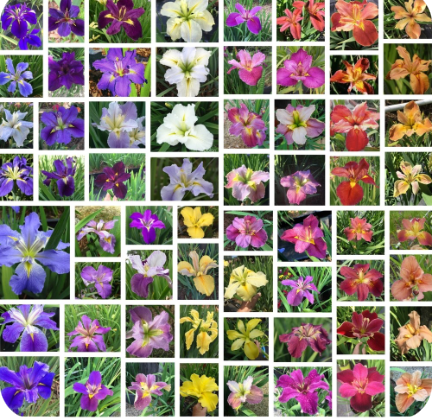 SHADES OF THE RAINBOW