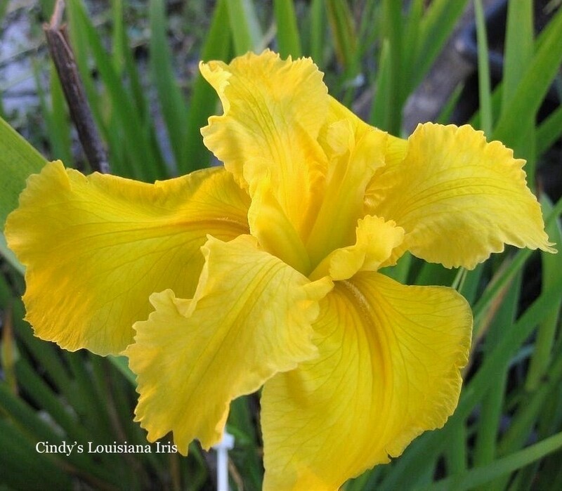 Brazor Gold,  Louisiana Iris for sale 
