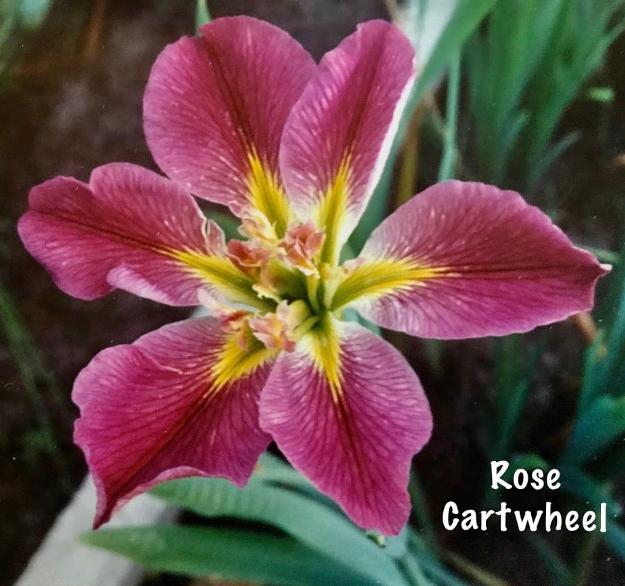 ROSE CARTWHEEL