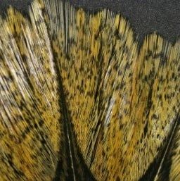 Hareline Coq De Leon Feathers, Color: Light Speckled Pardo