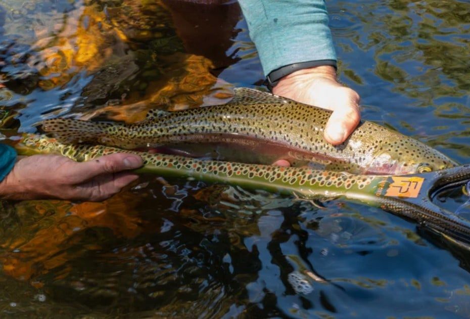 Fishpond Nomad Middle Fork Net, Color: - Brown Trout