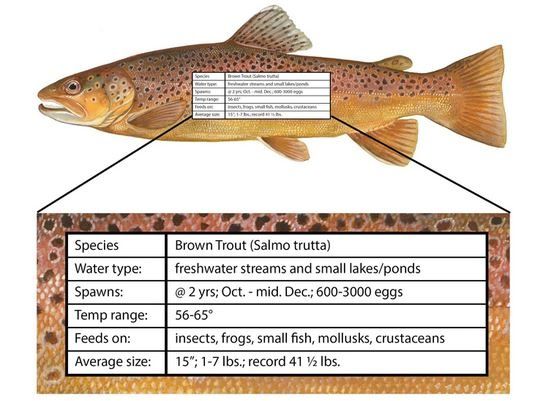 Fish Target Trout