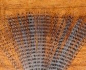 Barred Mayfly Tail - Light Dun Black Barred
