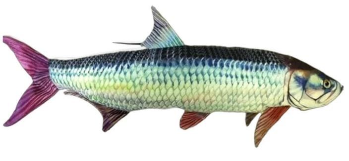 Fish Target Tarpon