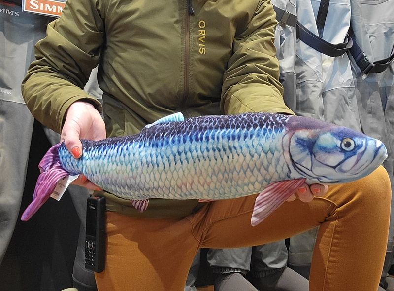 Fish Targets Tarpon