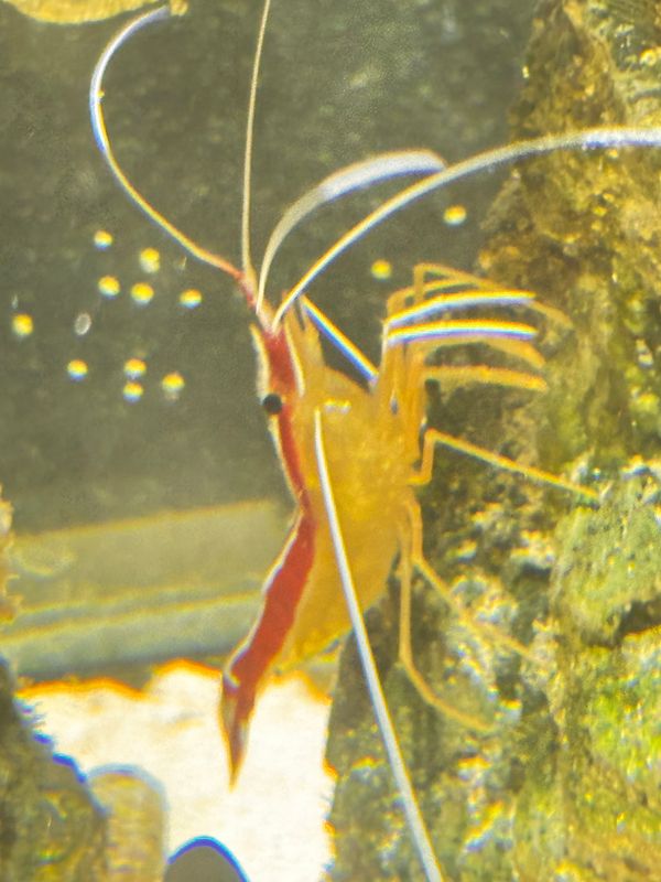 Lysmata amboinensis (Indopazifische Weißband Putzergarnele )