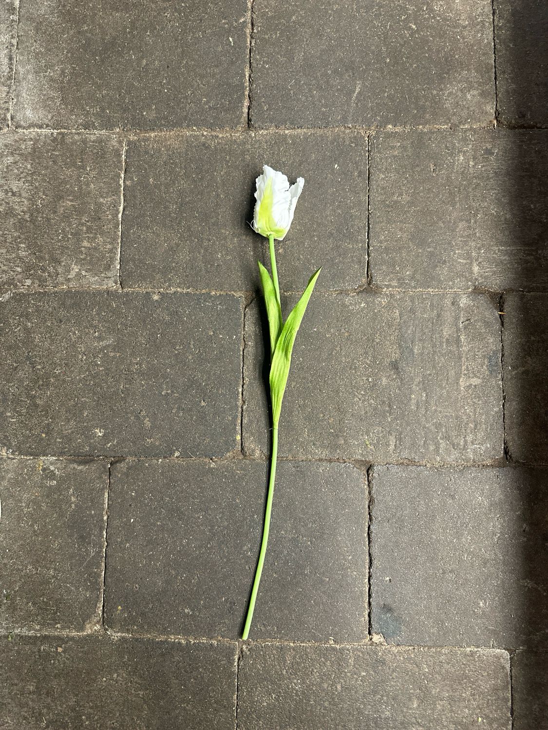 Zijde Parkiet Tulp Wit